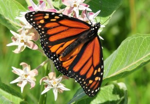 monarch-butterfly-931632_1280