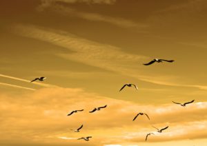 birds-sky-chase