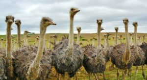 ostrich-large